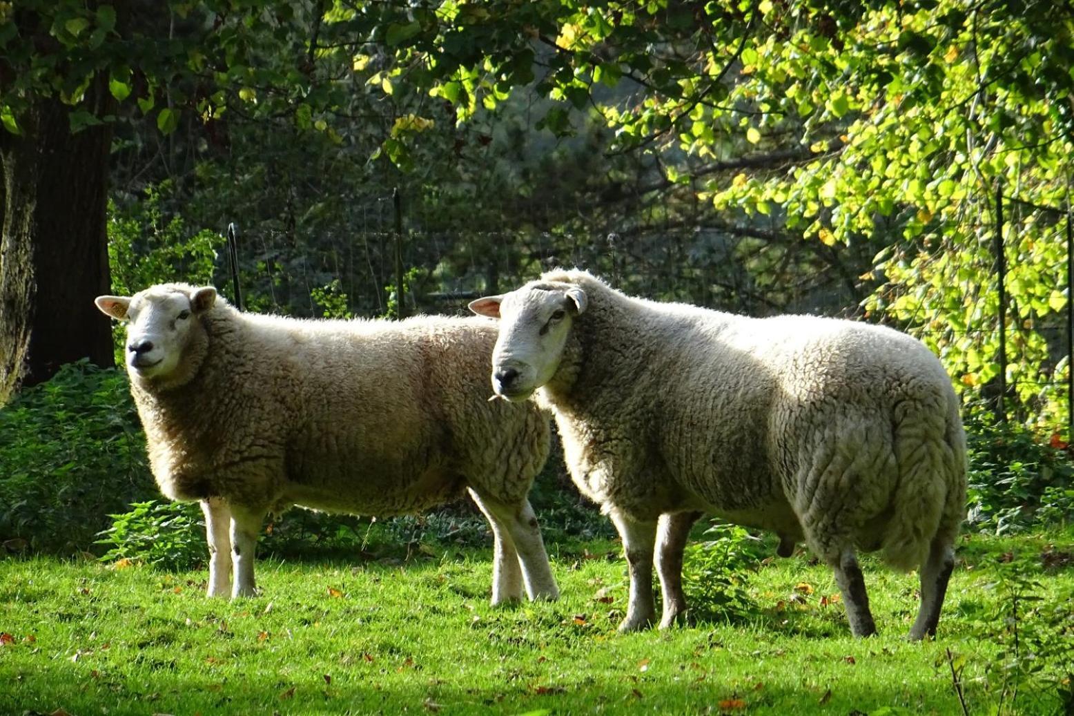 Selvigny Aux Bois Dores De La Ferme De Sorval, Animaux De La Ferme, Fitness מראה חיצוני תמונה